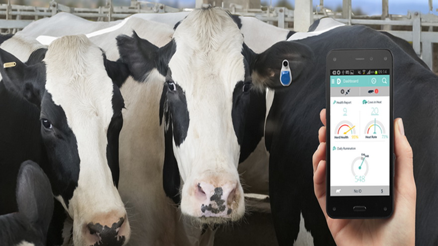 Una etiqueta inteligente de Antelliq modelada por una vaca lechera