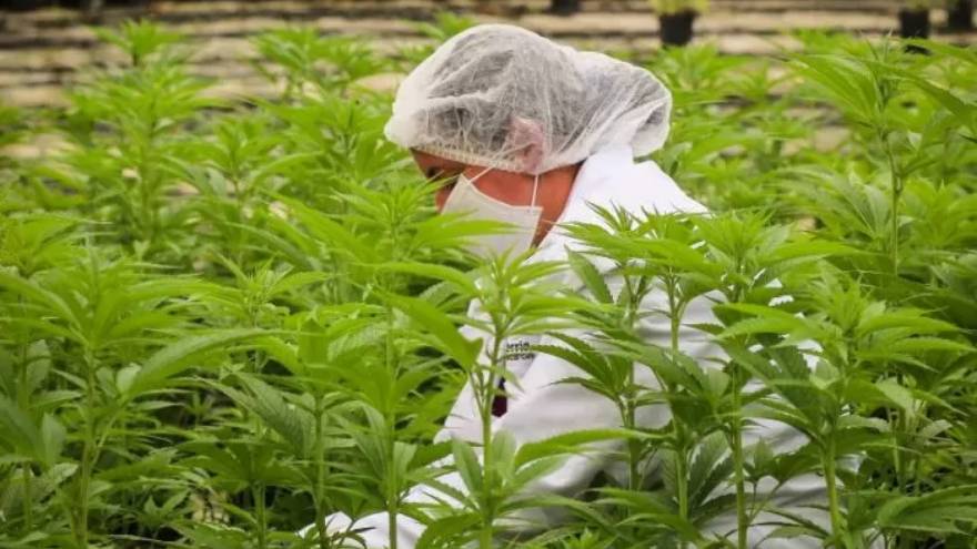Terraflos también tiene planes para la industria del cannabis en la Argentina
