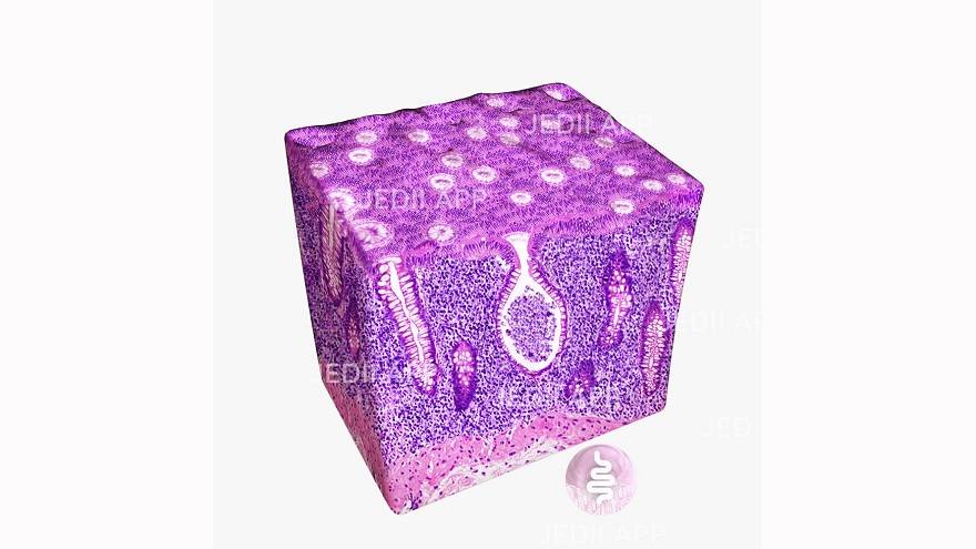 JEDII es una aplicación de descarga gratuita de uso exclusivamente médico