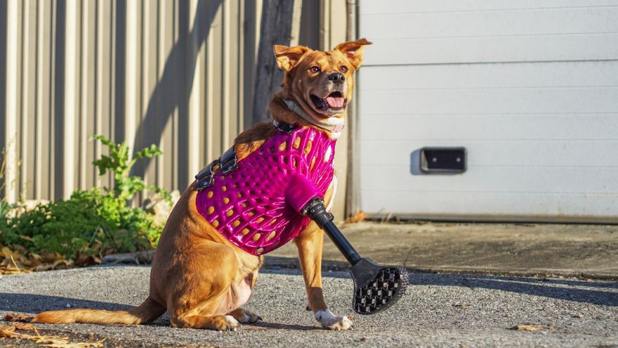 3DPets crea prótesis para perros