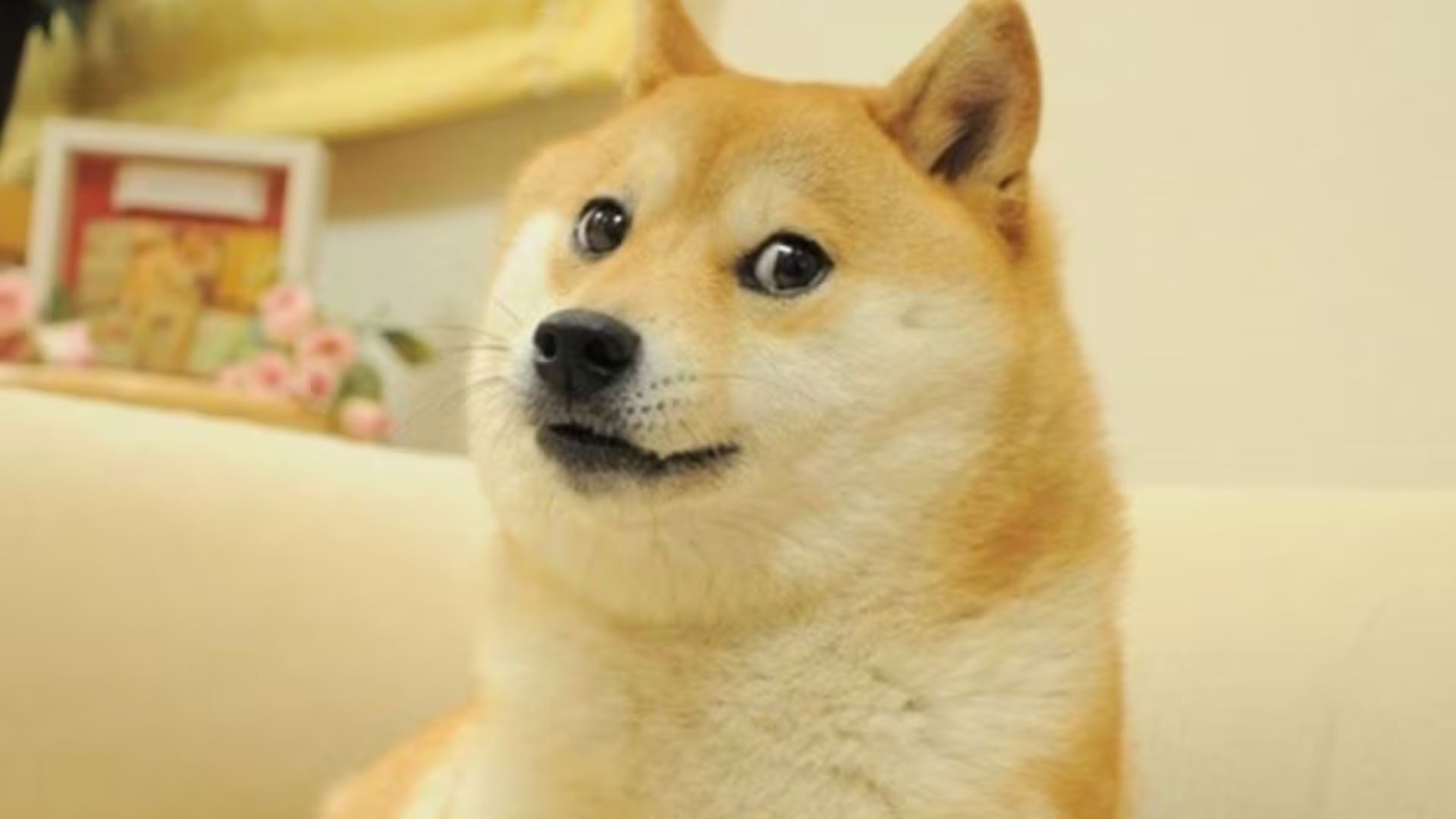 Kabosu, el perro que inspiró la creación de cientos de criptomonedas meme