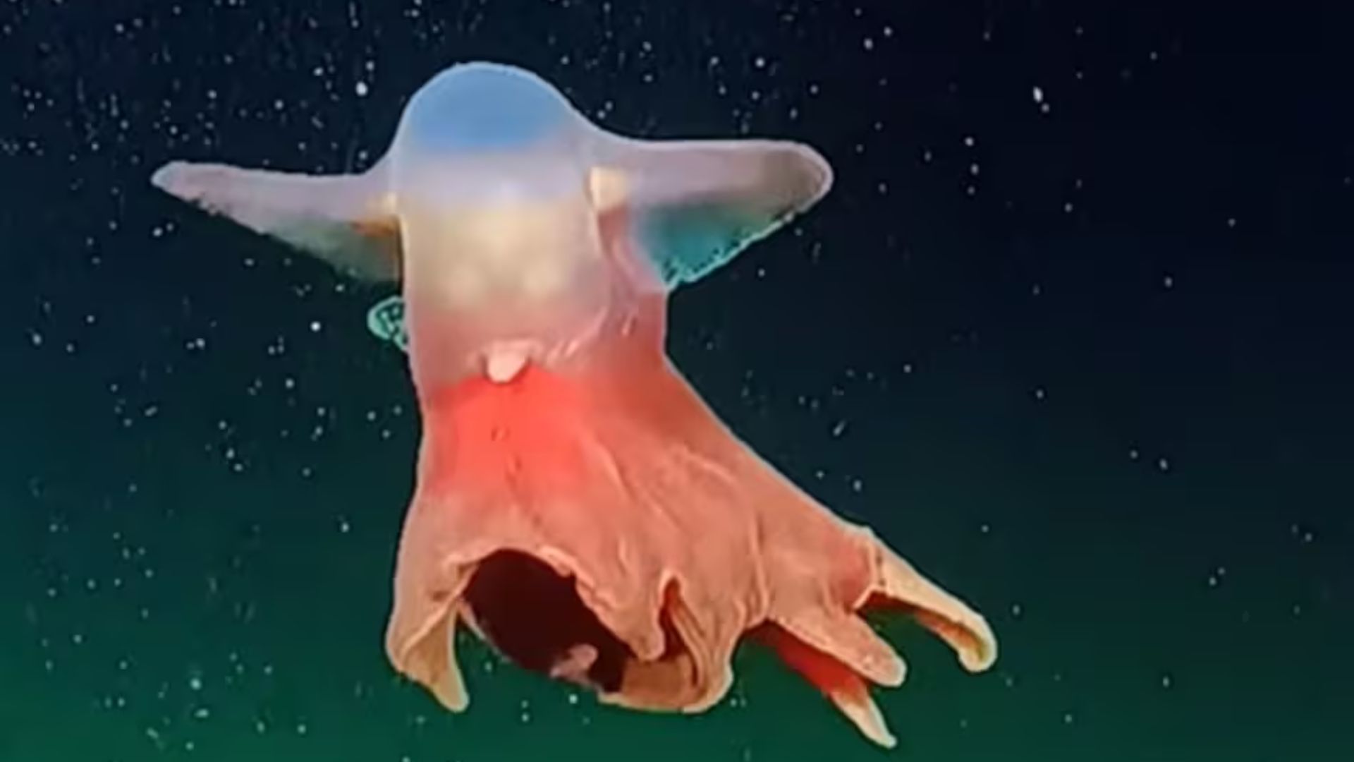 Fuente: streaming Conicet