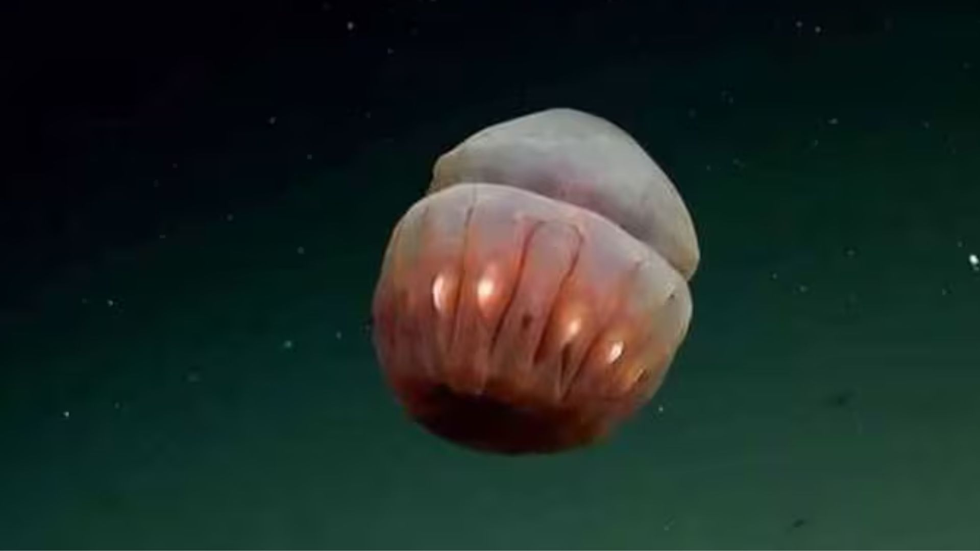 Fuente: streaming Conicet