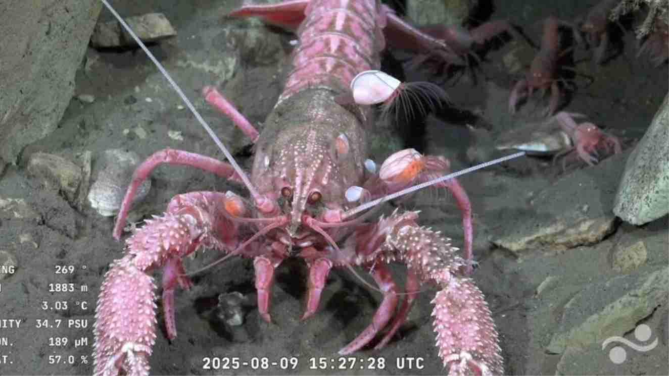 Fuente: streaming Conicet